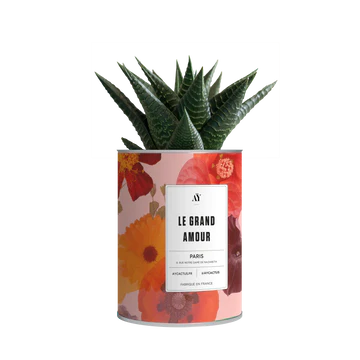 Ay cactus Grand Amour boutique Marie & l'Enchanteur