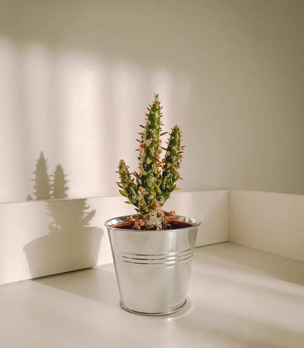 Esthétique épurée aux tons chauds et naturels. Petit cactus posé sur fond beige avec son ombre projetée . Composition minimaliste et naturelle, ambiance douce et ensoleillée.